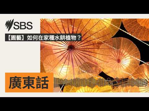 【園藝】如何在家種水耕植物？ | SBS Cantonese - SBS廣東話節目