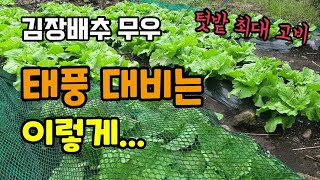 가을김장배추무우밭 태풍대비로 노루망을 씌워 비바람 피해를 대비합니다 텃밭농사 태풍찬투