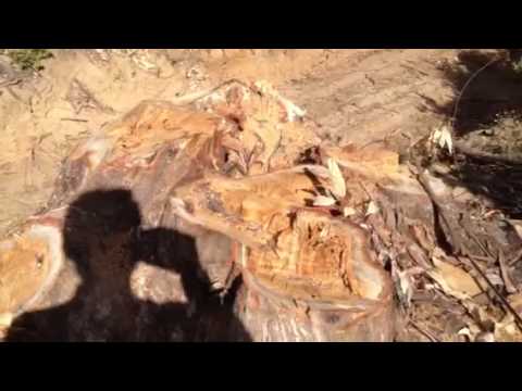 Scempio bosco Bellia 2