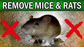 How to Get Rid of Mice and Rats Naturally (HOME REMEDIES)
