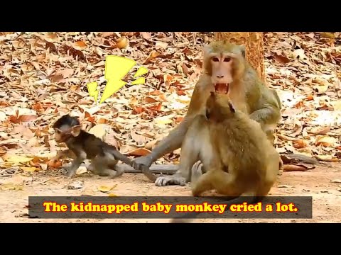 The baby monkey was kidnapped and could not get milk so he cried loudly and sadly.