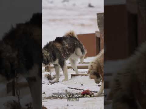 Unveiling Raven Myths: From Odin’s Companions to Global Tricksters