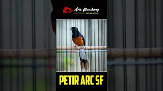 Download lagu Murai 50jt Nembak Isian istimewa super edan mp3 Download lagu Murai 50jt Nembak Isian istimewa super edan mp3