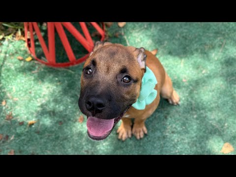 Dog for adoption - Lumi Shah, a German Shepherd Dog &amp; Labrador Retriever Mix in Indianapolis, IN ...
