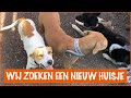 Deze honden zou jij kunnen adopteren! | DierenpraatTV