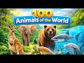 100 Animals Of The World For Kids Learn 100 Animal Names And Fun Animal Facts