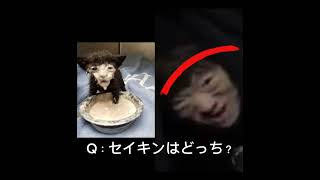 正キンクイズ