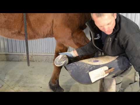 download lagu mp3 mp4 Easy Shoe Horseshoe, download lagu Easy Shoe Horseshoe gratis, unduh video klip Easy Shoe Horseshoe