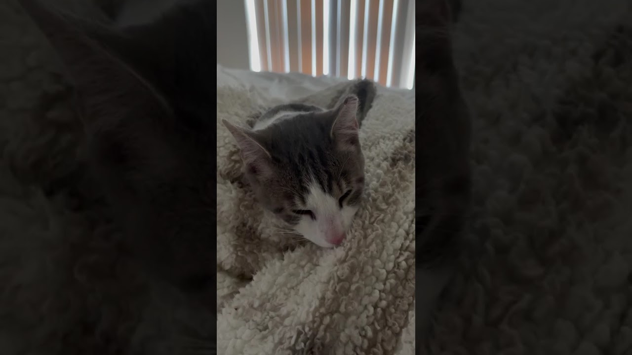 Enlarge Ignition, an adopted Domestic Short Hair in Fort Belvoir, VA video 6/6