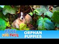 Saving Five Orphaned Puppies Watch Until The End For An Amazing Transformation Puppy