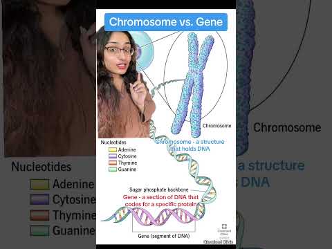 Difference between Chromosomes and Genes (Easy)