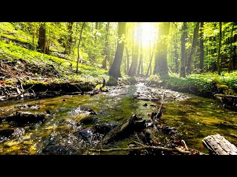 Small river in the forest, relaxing natural sounds from the water to fall asleep, rest, study