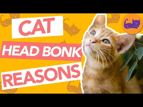 Why Does My Cat Headbutt Me? Top Reasons Cats BONK You!