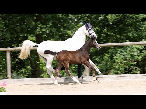 1.Springfohlenauktion Düsseldorf Lot.Nr.9 ELEGANTO Eldorado van de Zeshoek x Cornet Obolensky