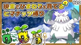 【ポケモンXY】ヒマナッツがひんしになったら『現実で向日葵を育てる縛り』#20