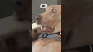 #paravocê #paravocêpágina #cachorro #cachorrogo #cachorrosoftiktok #cachorrometido