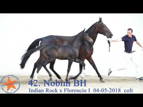 42 Nobini BH v. Indian Rock x Florencio I www.prinsjesdag.eu
