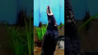 No one can swallow it joy