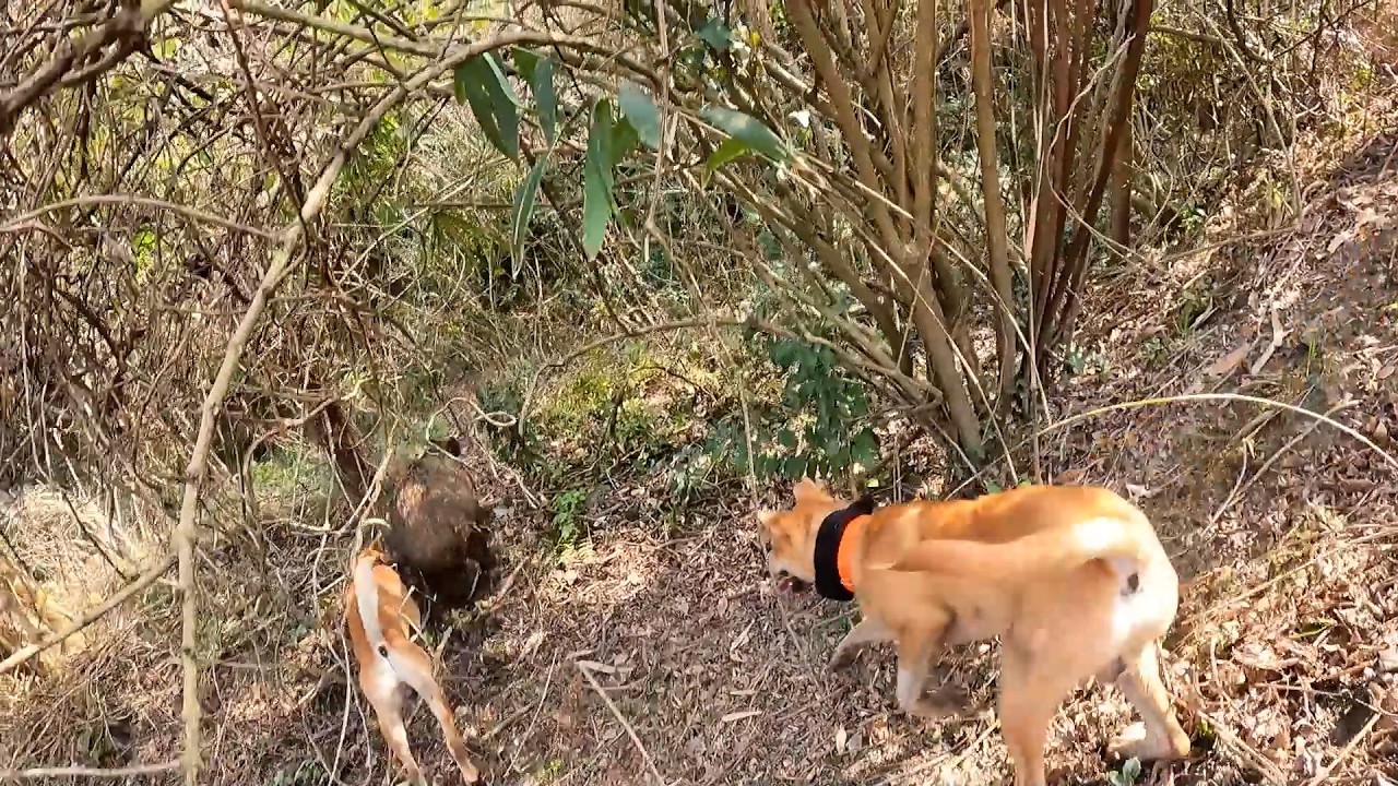 親子で猪を噛み止める