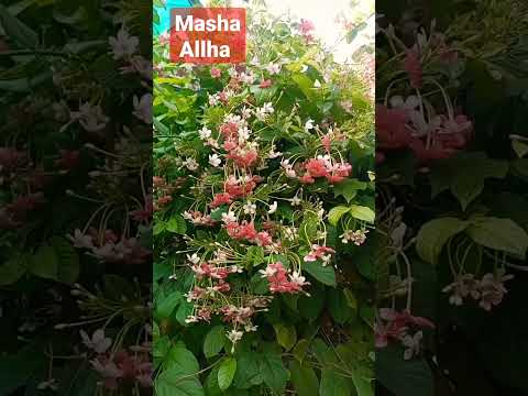 Masha Allha looking nice flowers