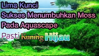 Download lagu Lima Hal yang Harus dilakukan agar Sukses Menanam Moss Aquascape mp3