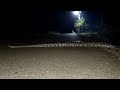 Giant Snake Indian Stone Python Viral Video