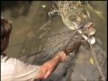 Crocodile S Of The Revolution Part 4