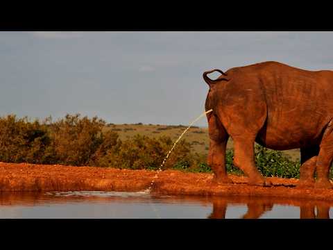 Rhino Drinks&hellip; Then Immediately Gives It Back
