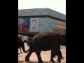 Ringling Bros And Barnum Bailey Parade