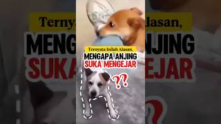 Download lagu MUST WATCH! Here is why dogs love to chase! mp3