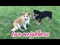Cute Dogs Playing Doi Câini Vecini și Prieteni La Joacă