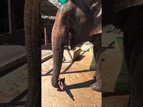Elephant shower