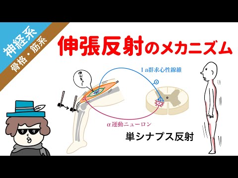 【神経系】伸張反射のメカニズム（伸張反射、拮抗抑制、自原抑制）