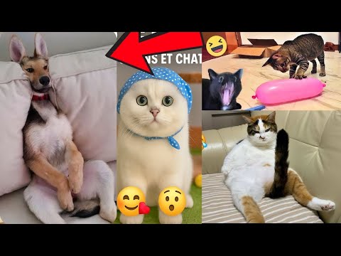 Les chats hilarants | chats drôles 2025 : 16 min de fous rires garantis !