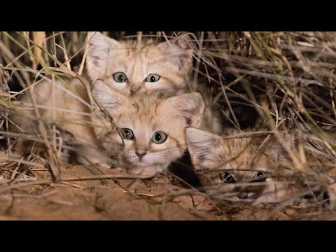Adorable Rare Wide-Eyed Sand Cat Kittens Caught On Video for First Time Ever