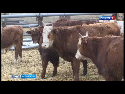 Вести «Калмыкия»: дневной выпуск 21.02.2017