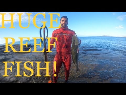 SPEARFISHING HAWAII REEFS COMPILATION