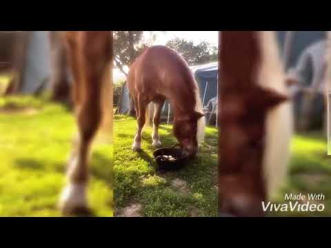 Kleine Sommererfrischung bei Haflinger Luber
