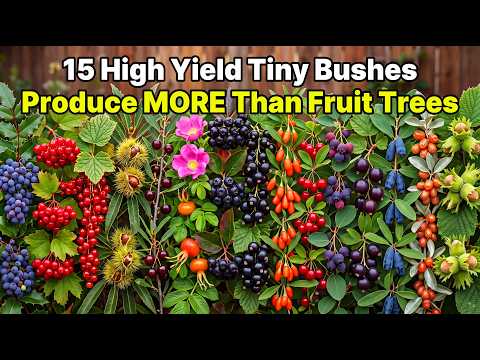 15 High Yield Tiny Bushes That Produce MORE Food Than Fruit Trees
