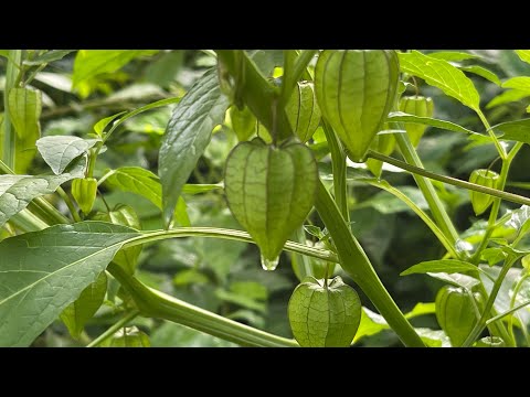 TINO-TINO (herbal fruit)