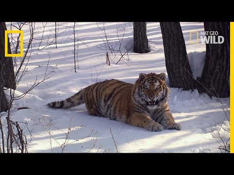 Le tigre de Sibérie, un animal en danger
