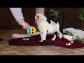 English Bulldog dogs for sale: Gracie - Video 1
