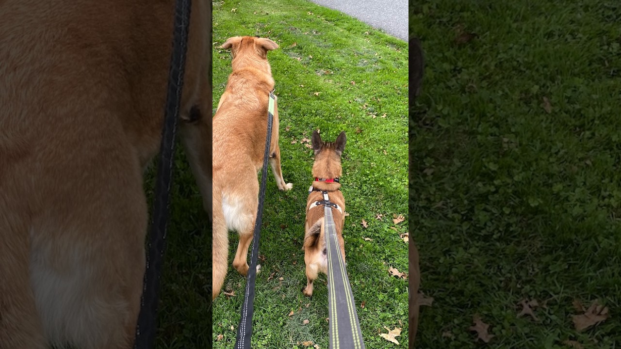 Enlarge Roy, a Adopted mixed breed in Morristown, NJ video 4/6