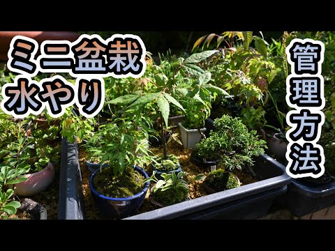 盆栽の水やり:よくある間違い トピックス