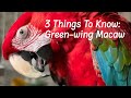 3 Things To Know Before Getting A Green Winged Macaw Parrot Bliss Bird Macaw