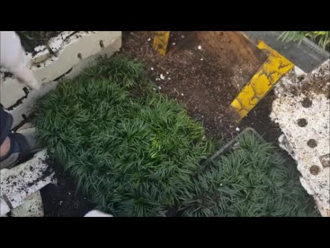 Dwarf Mondo Grass Removal