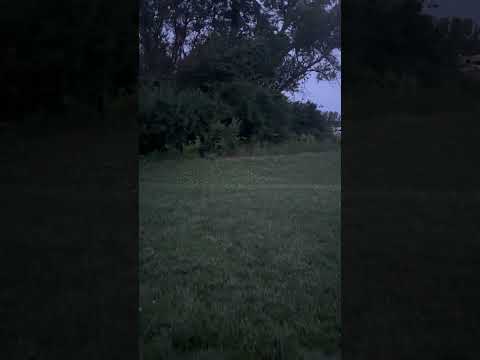 Fireflies!