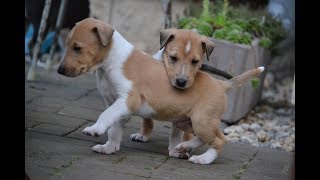 Štěňátka - 4 týdny (video)