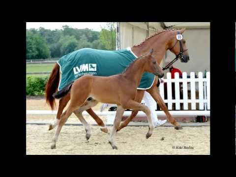 www.reitschule-sandbrink.de Blue Hors Romanov  - Wolkentanz champion foal Lodbergen Dressage