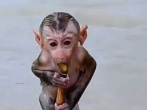 Смешные приколы с обезьянками.